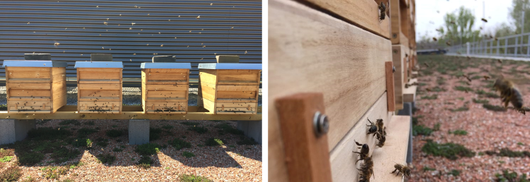 Four honey hives on the table with bees around
